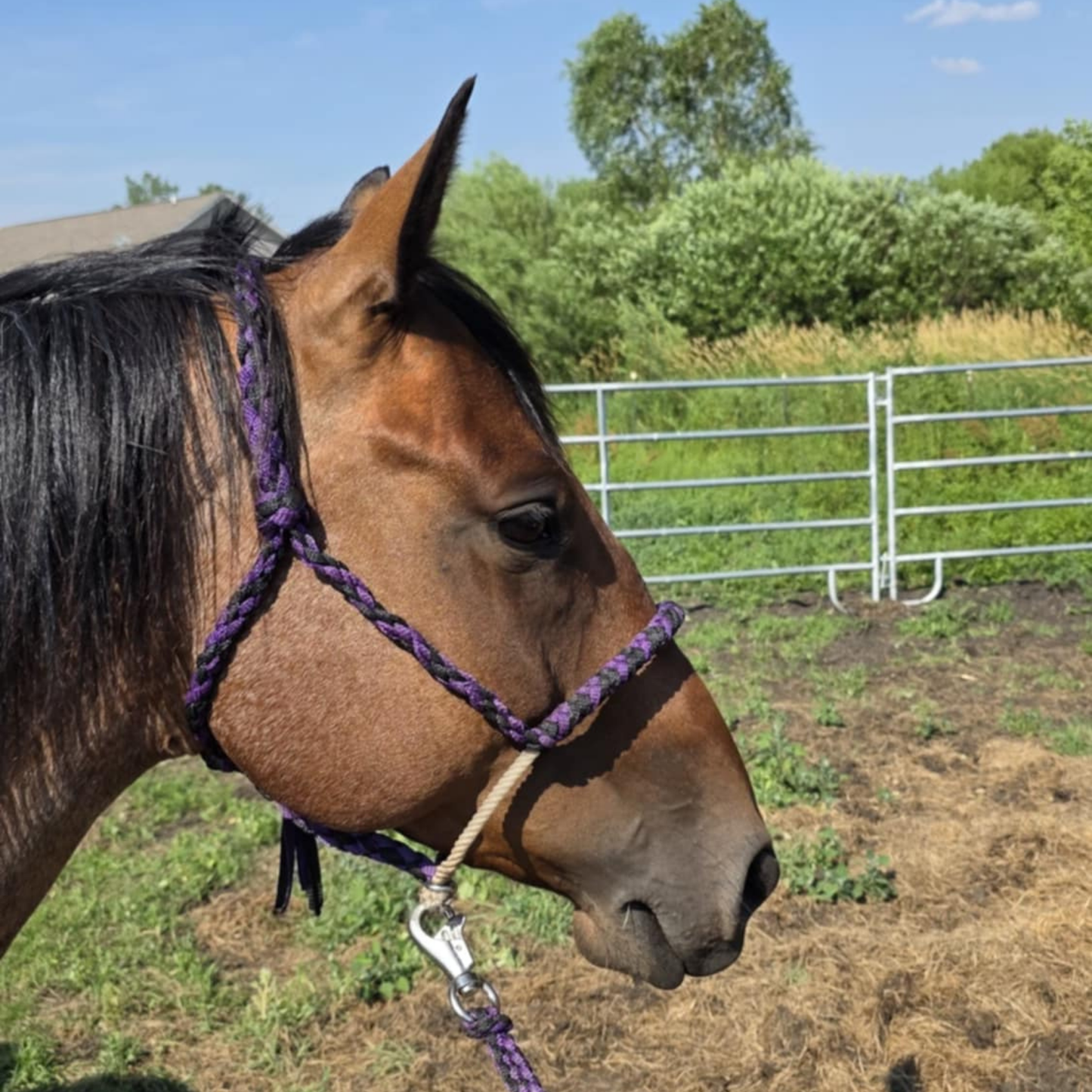 Lariat Rope Nose Mule Tape Halter (custom)