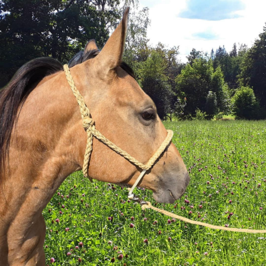 Lariat Rope Nose Mule Tape Halter (custom)